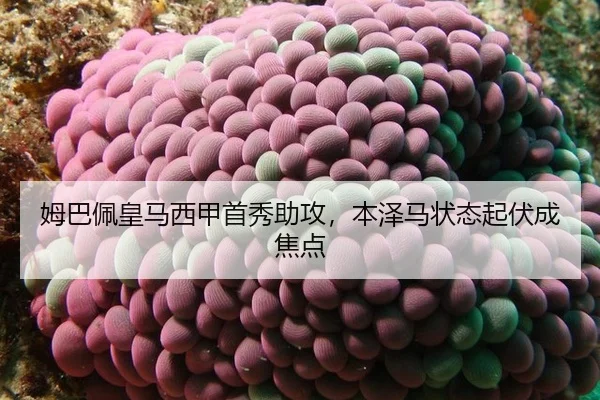 mu-ba-pei-huang-ma-xi-jia-shou-xiu-zhu-gong-ben-ze-ma-zhuang-tai-qi-fu-cheng-jiao-dian-3-372.jpg